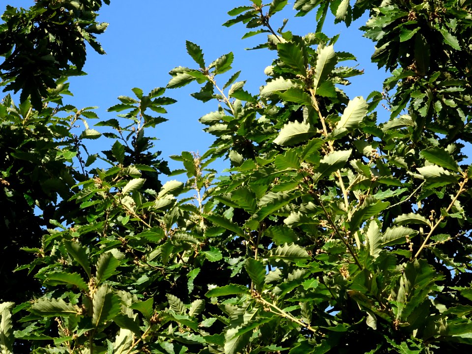 Chêne de Mongolie ssp crispula, Quercus mongolica ssp cris… 