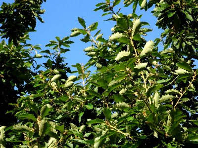 Chêne de Mongolie ssp crispula, Quercus mongolica ssp cris… 