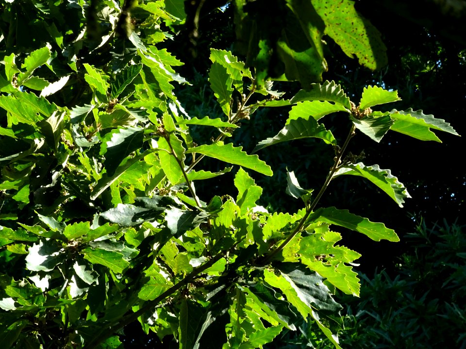 Chêne de Mongolie ssp crispula, Quercus mongolica ssp cris… 