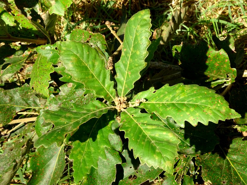 Chêne de Mongolie ssp crispula, Quercus mongolica ssp cris… 