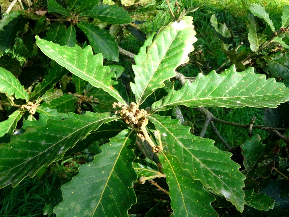 Chêne de Mongolie ssp crispula, Quercus mongolica ssp cris… 