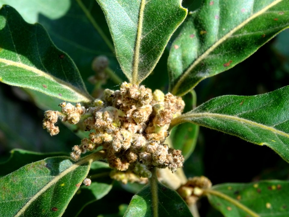 Chêne de Mongolie ssp crispula, Quercus mongolica ssp cris… 