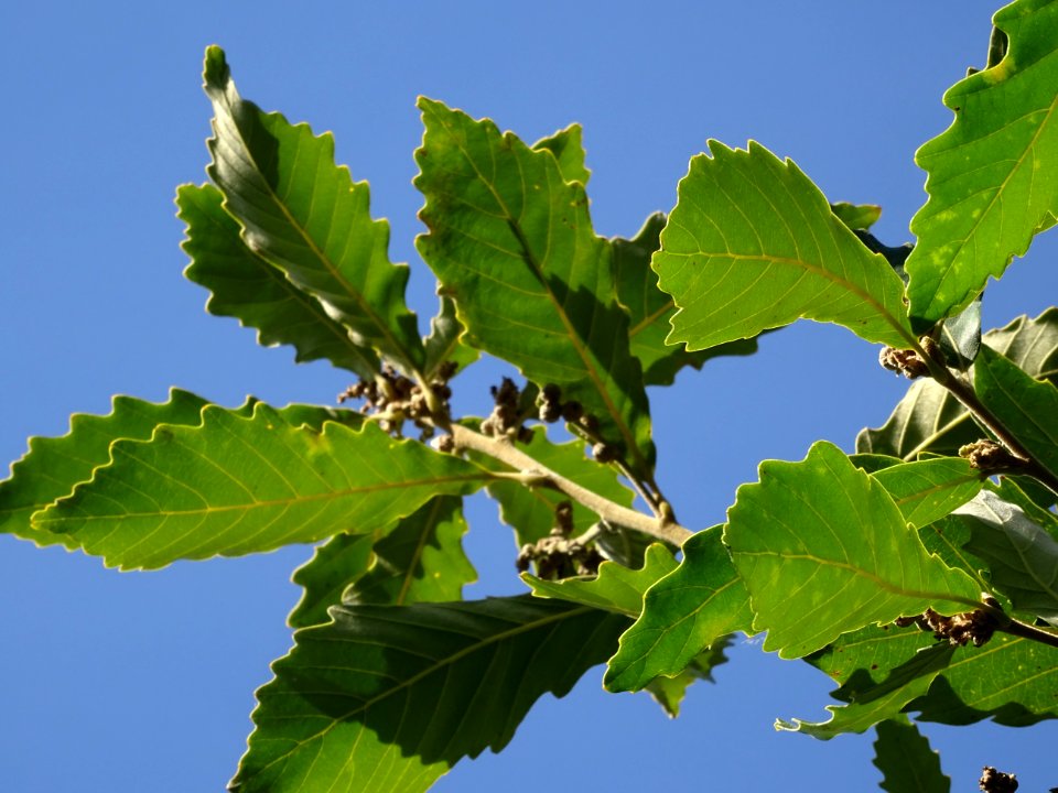 Chêne de Mongolie ssp crispula, Quercus mongolica ssp cris… 