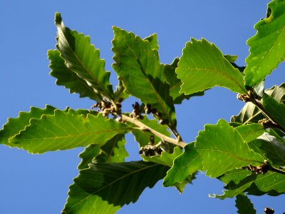 Chêne de Mongolie ssp crispula, Quercus mongolica ssp cris… 