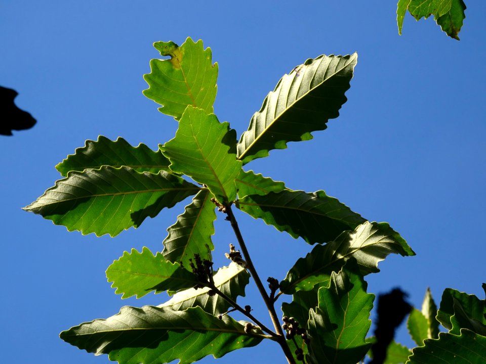 Chêne de Mongolie ssp crispula, Quercus mongolica ssp cris… 