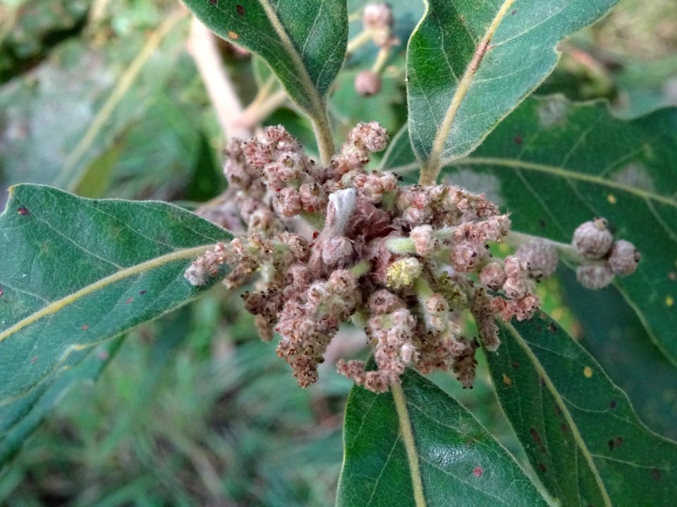 Chêne de Mongolie ssp crispula, Quercus mongolica ssp cris… 
