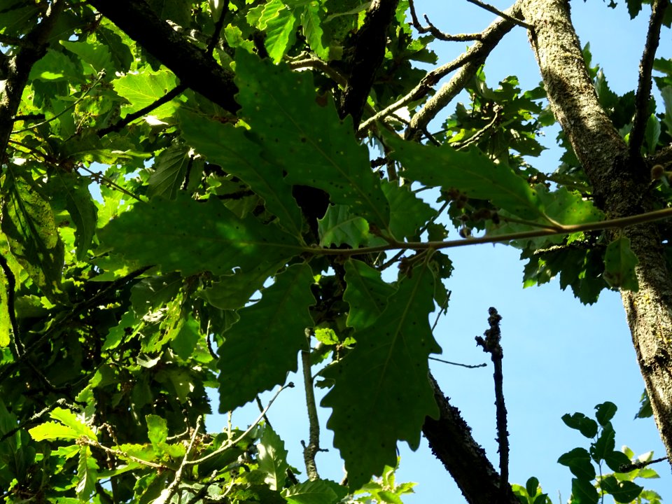 Chêne de Mongolie ssp crispula, Quercus mongolica ssp cris… 