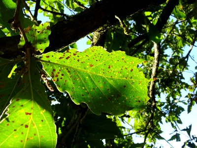 Chêne de Mongolie ssp crispula, Quercus mongolica ssp cris… 