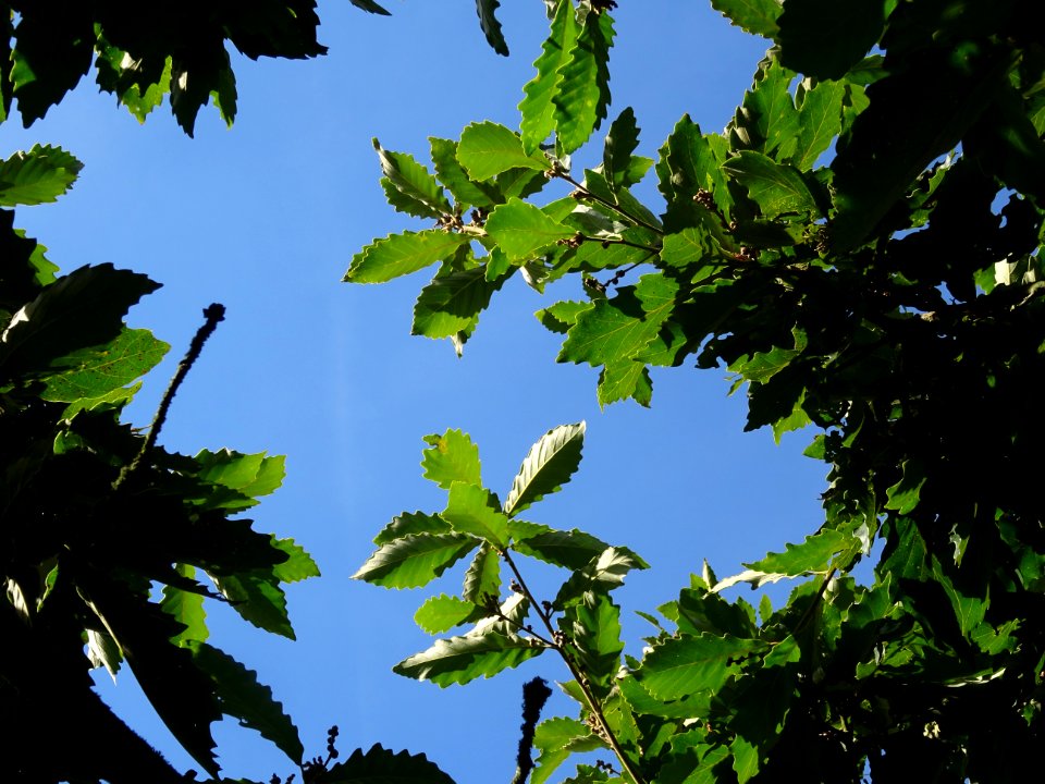 Chêne de Mongolie ssp crispula, Quercus mongolica ssp cris… 