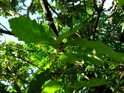 Chêne de Mongolie ssp crispula, Quercus mongolica ssp cris… 
