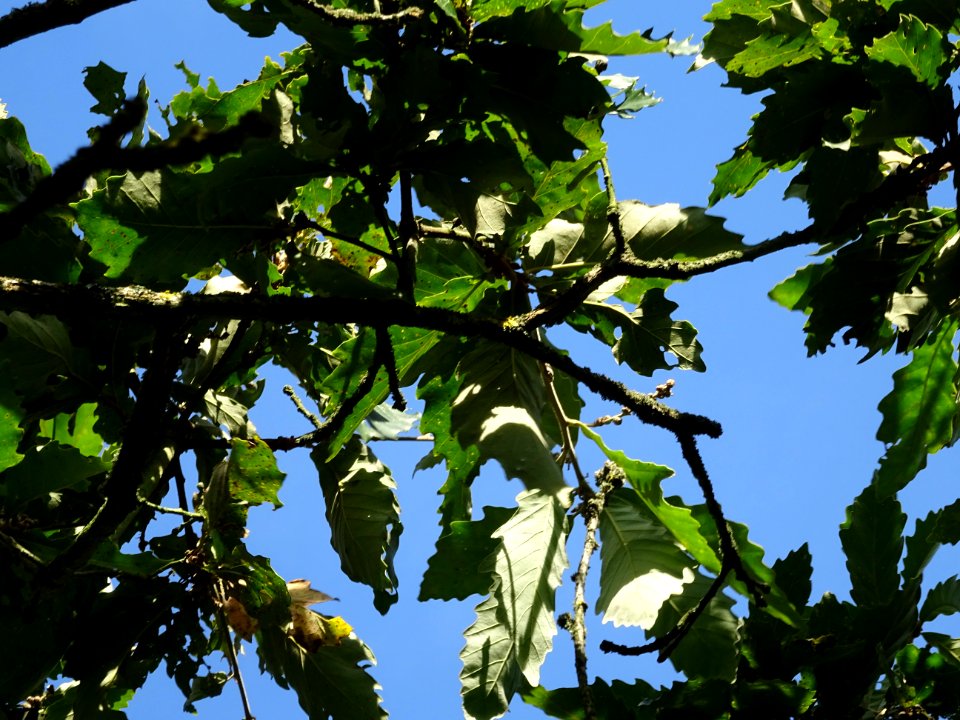 Chêne de Mongolie ssp crispula, Quercus mongolica ssp cris… 