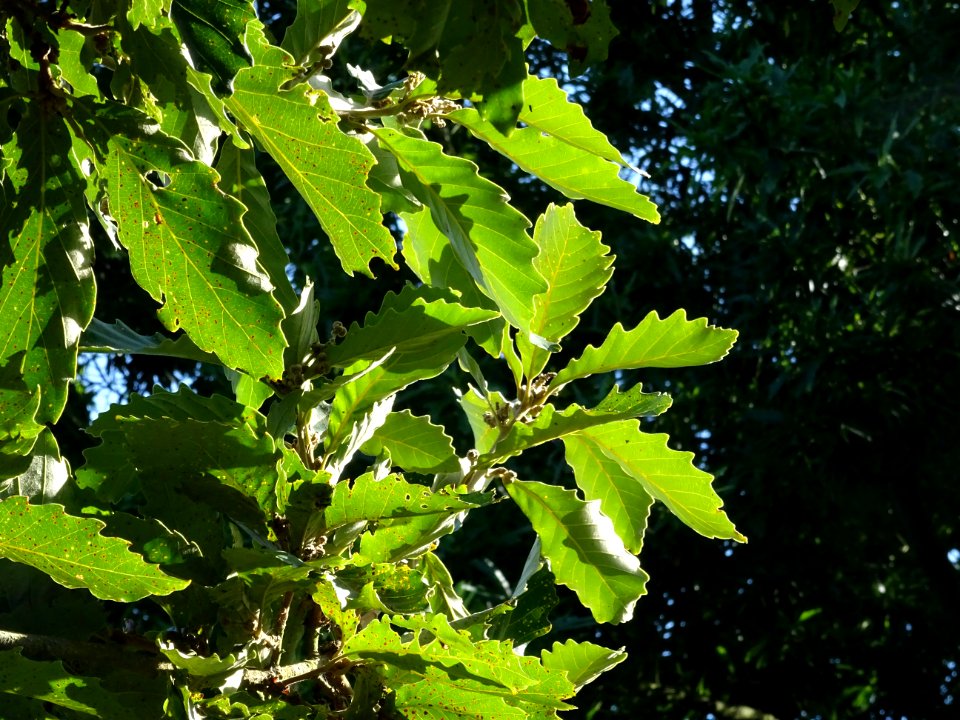 Chêne de Mongolie ssp crispula, Quercus mongolica ssp cris… 