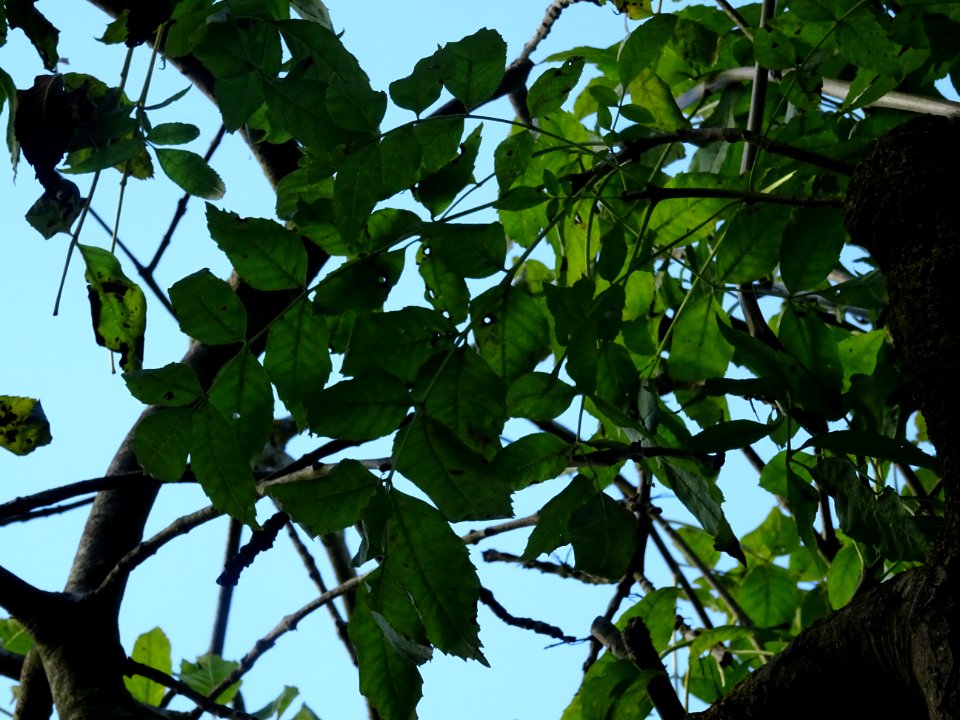 Frêne commun pleureur, Fraxinus excelsior Pendula, Oléacée… 
