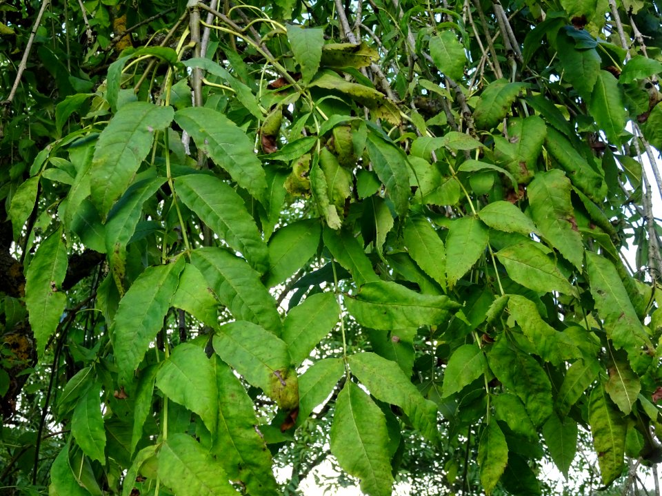Frêne commun pleureur, Fraxinus excelsior Pendula, Oléacée… 