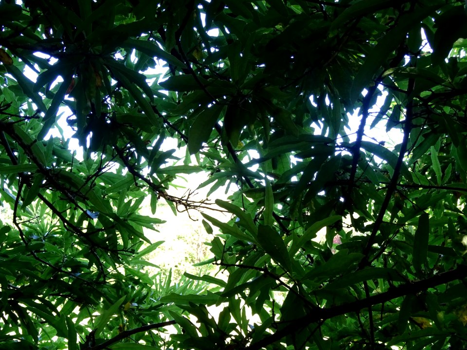 Chêne noir ou Chêne d'eau, Quercus nigra, Fagacées, Arbore… 