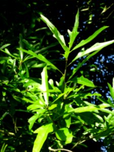 Chêne noir ou Chêne d'eau, Quercus nigra, Fagacées, Arbore… 