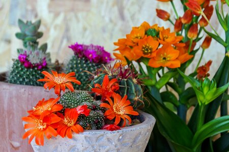 Succulent crassulacea flowers