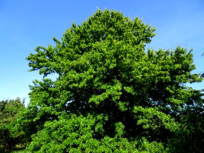 Chêne noir ou Chêne d'eau, Quercus nigra, Fagacées, Arbore… 