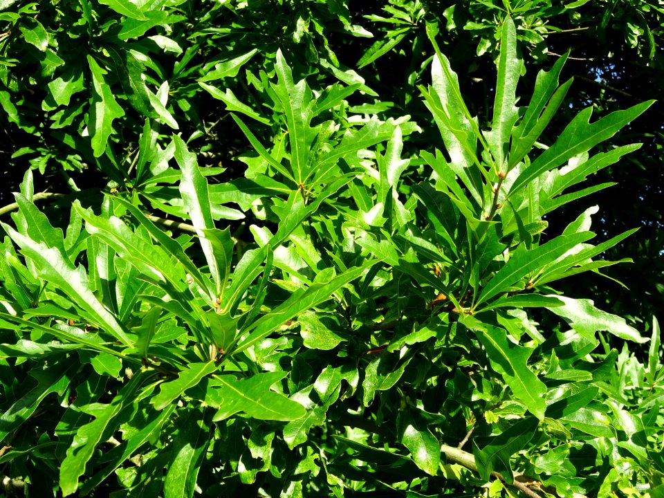 Chêne noir ou Chêne d'eau, Quercus nigra, Fagacées, Arbore… 