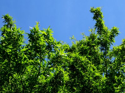 Chêne noir ou Chêne d'eau, Quercus nigra, Fagacées, Arbore… 