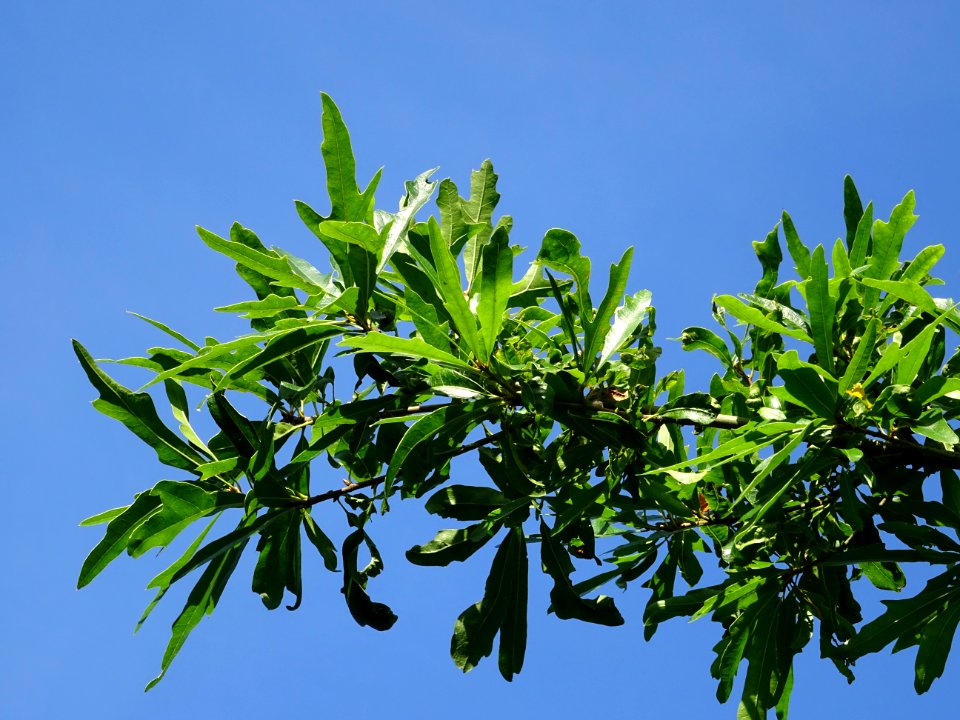 Chêne noir ou Chêne d'eau, Quercus nigra, Fagacées, Arbore… 