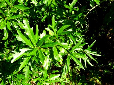 Chêne noir ou Chêne d'eau, Quercus nigra, Fagacées, Arbore… 