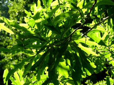Chêne noir ou Chêne d'eau, Quercus nigra, Fagacées, Arbore… 
