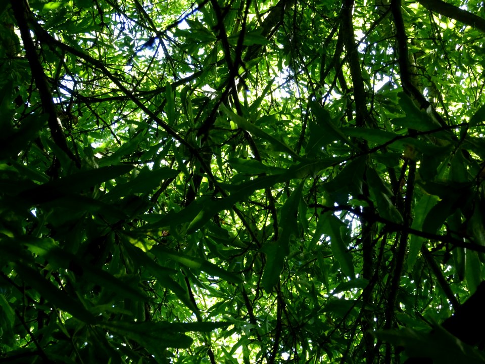 Chêne noir ou Chêne d'eau, Quercus nigra, Fagacées, Arbore… 