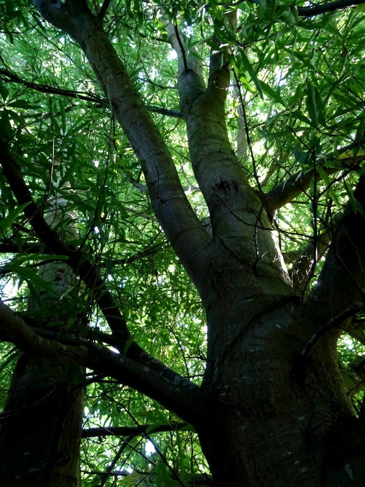 Tronc et branches du Chêne noir ou Chêne d'eau, Quercus ni… 