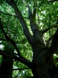 Tronc et branches du Chêne noir ou Chêne d'eau, Quercus ni… 