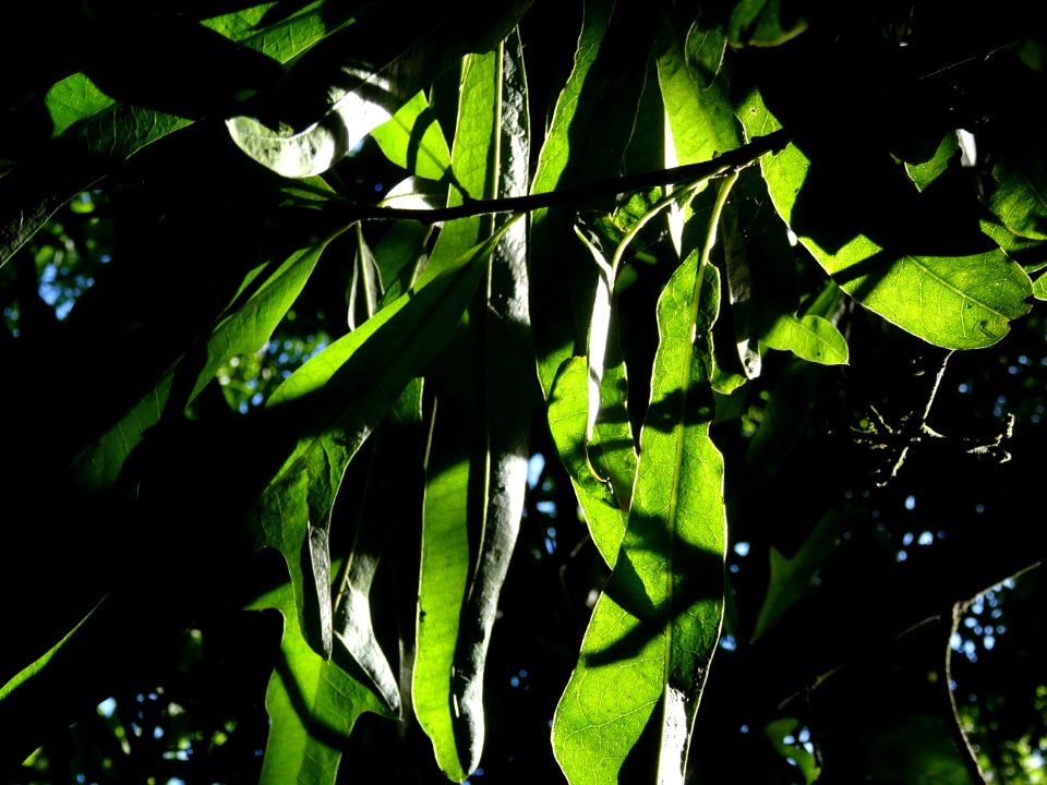 Chêne noir ou Chêne d'eau, Quercus nigra, Fagacées, Arbore… 