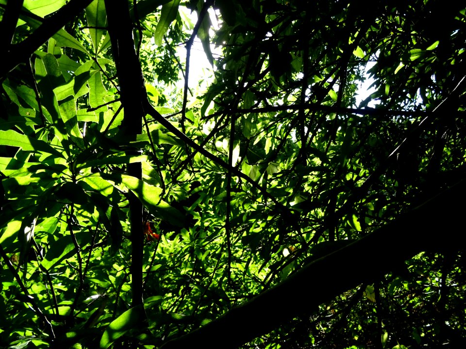Chêne noir ou Chêne d'eau, Quercus nigra, Fagacées, Arbore… 