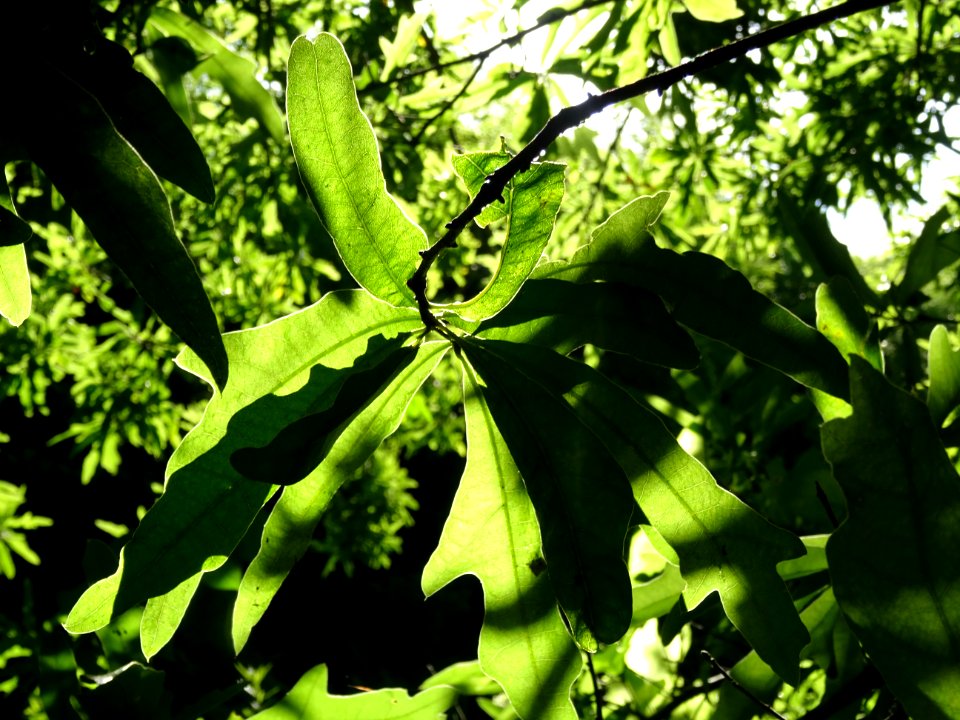 Chêne noir ou Chêne d'eau, Quercus nigra, Fagacées, Arbore… 