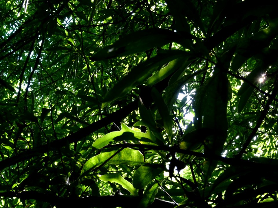 Chêne noir ou Chêne d'eau, Quercus nigra, Fagacées, Arbore… 