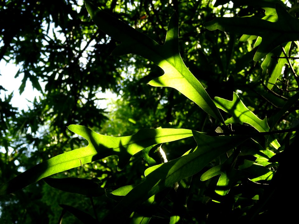 Chêne noir ou Chêne d'eau, Quercus nigra, Fagacées, Arbore… 