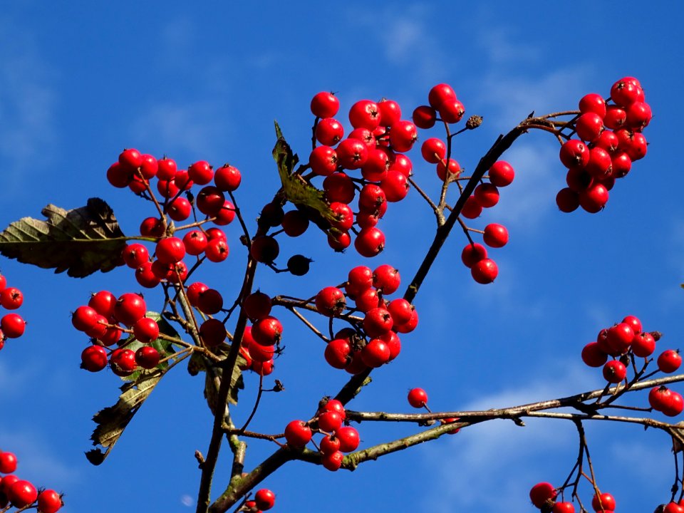 Sorbier barbachii, Sorbus barbachii, Rosacées, Arboretum d… 