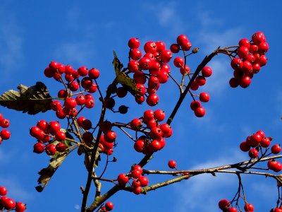 Sorbier barbachii, Sorbus barbachii, Rosacées, Arboretum d… 