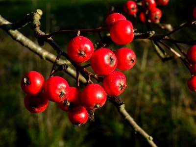 Sorbier barbachii, Sorbus barbachii, Rosacées, Arboretum d… 