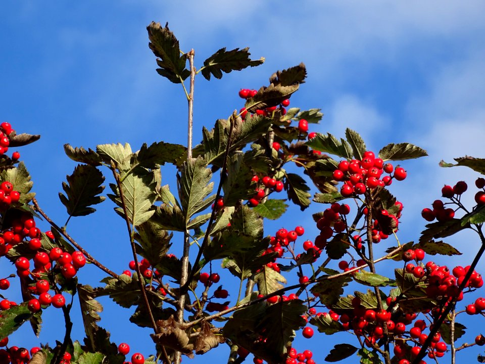 Sorbier barbachii, Sorbus barbachii, Rosacées, Arboretum d… 