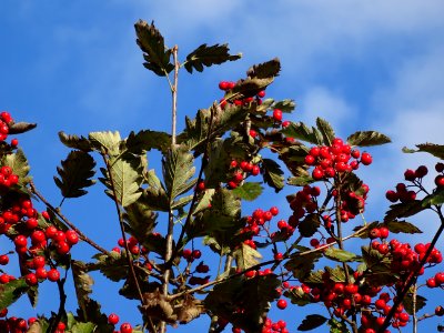 Sorbier barbachii, Sorbus barbachii, Rosacées, Arboretum d… 