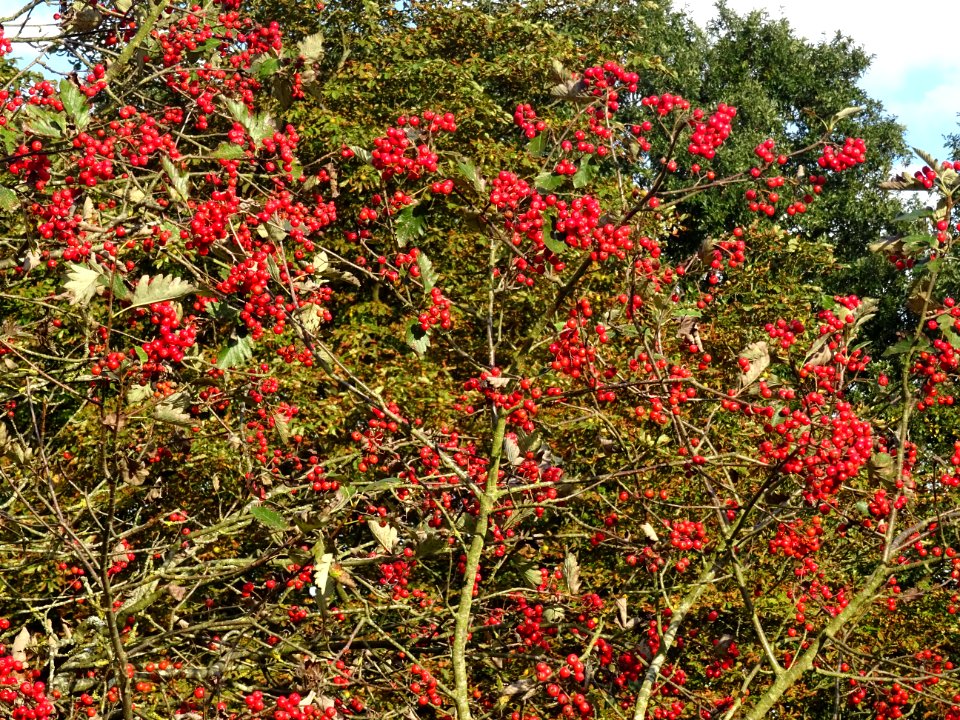 Sorbier barbachii, Sorbus barbachii, Rosacées, Arboretum d… 