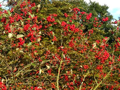 Sorbier barbachii, Sorbus barbachii, Rosacées, Arboretum d… photo