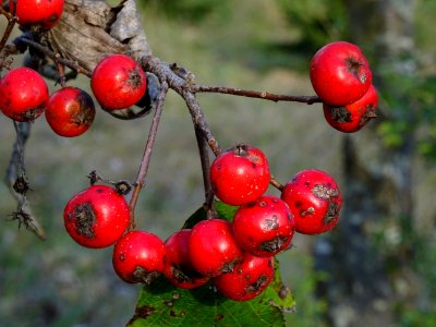 Sorbier barbachii, Sorbus barbachii, Rosacées, Arboretum d… 