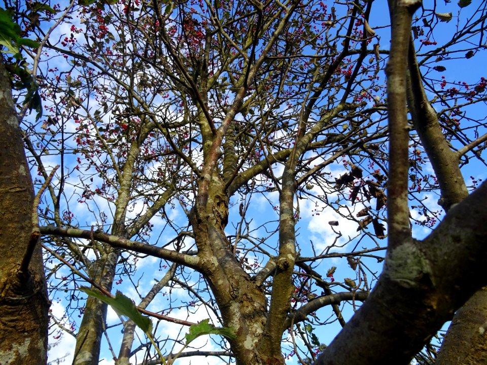 Tronc et branches du Sorbier barbachii, Sorbus barbachii, … 