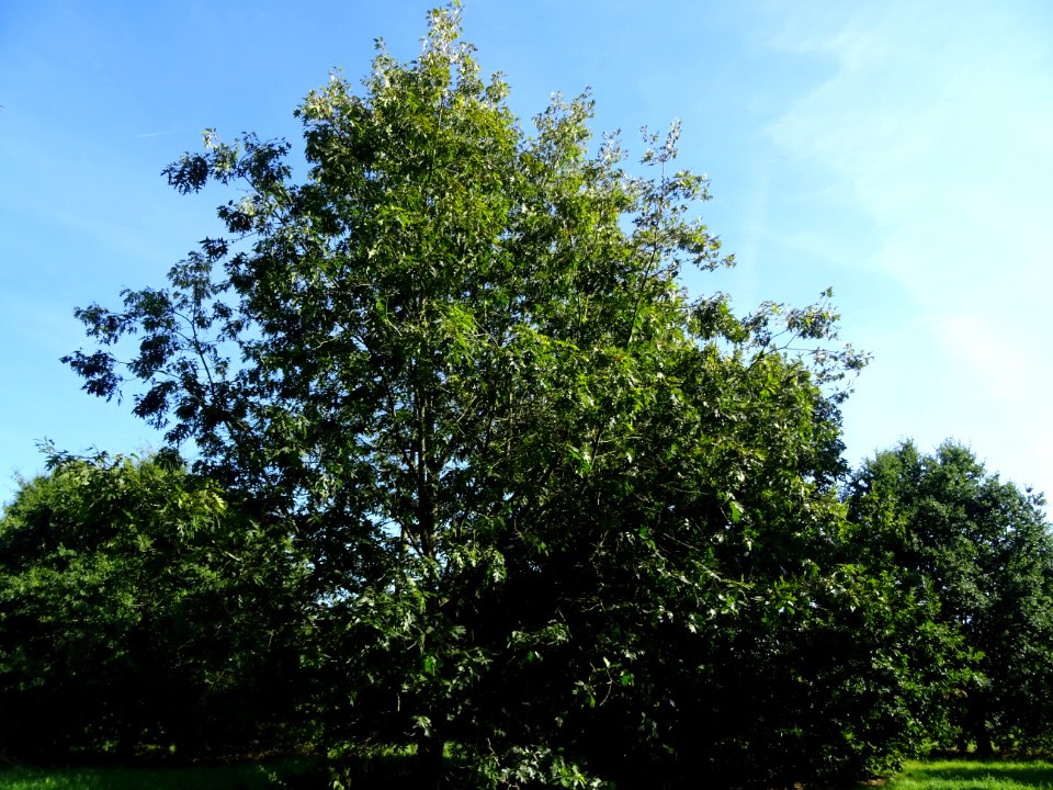 Chêne écarlate splendens, Quercus coccinea 'splendens', Fa… 