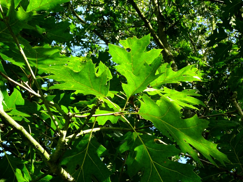 Chêne écarlate splendens, Quercus coccinea 'splendens', Fa… 