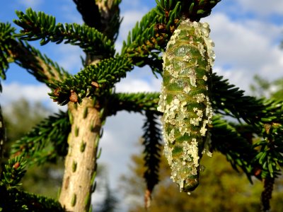 Cône de l' Epicea d'Orient vert-noir, Picea orientalis Atr… 