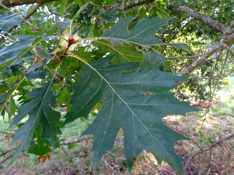 Chêne écarlate splendens, Quercus coccinea 'splendens', Fa… 