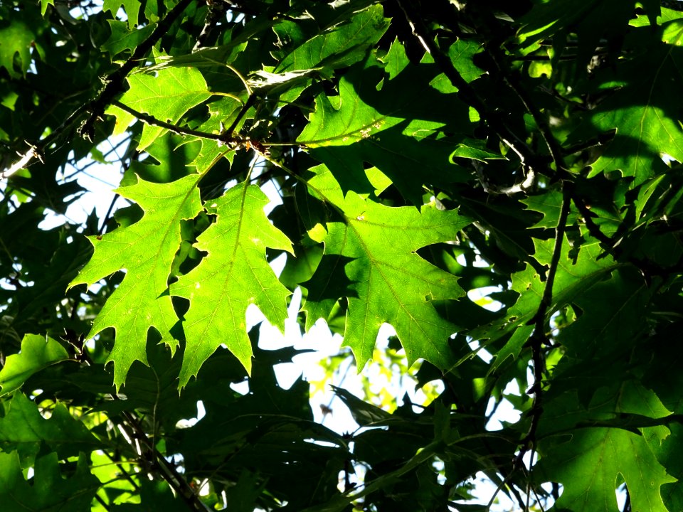 Chêne écarlate splendens, Quercus coccinea 'splendens', Fa… 