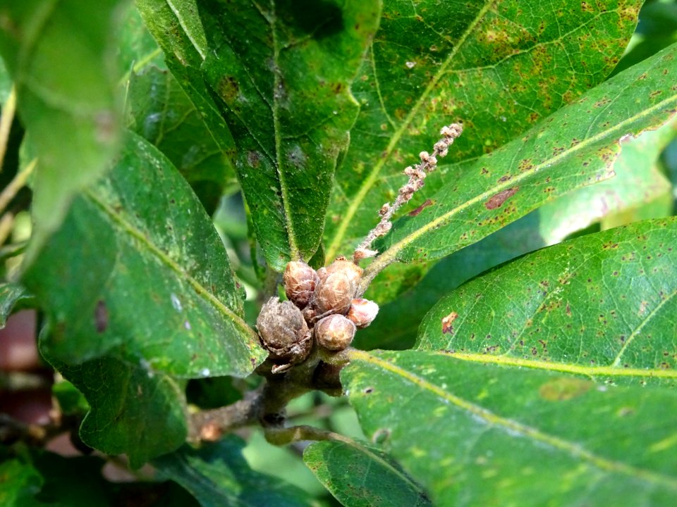 Bourgeons du Chêne hybride libanerris, Quercus X libanerri… 